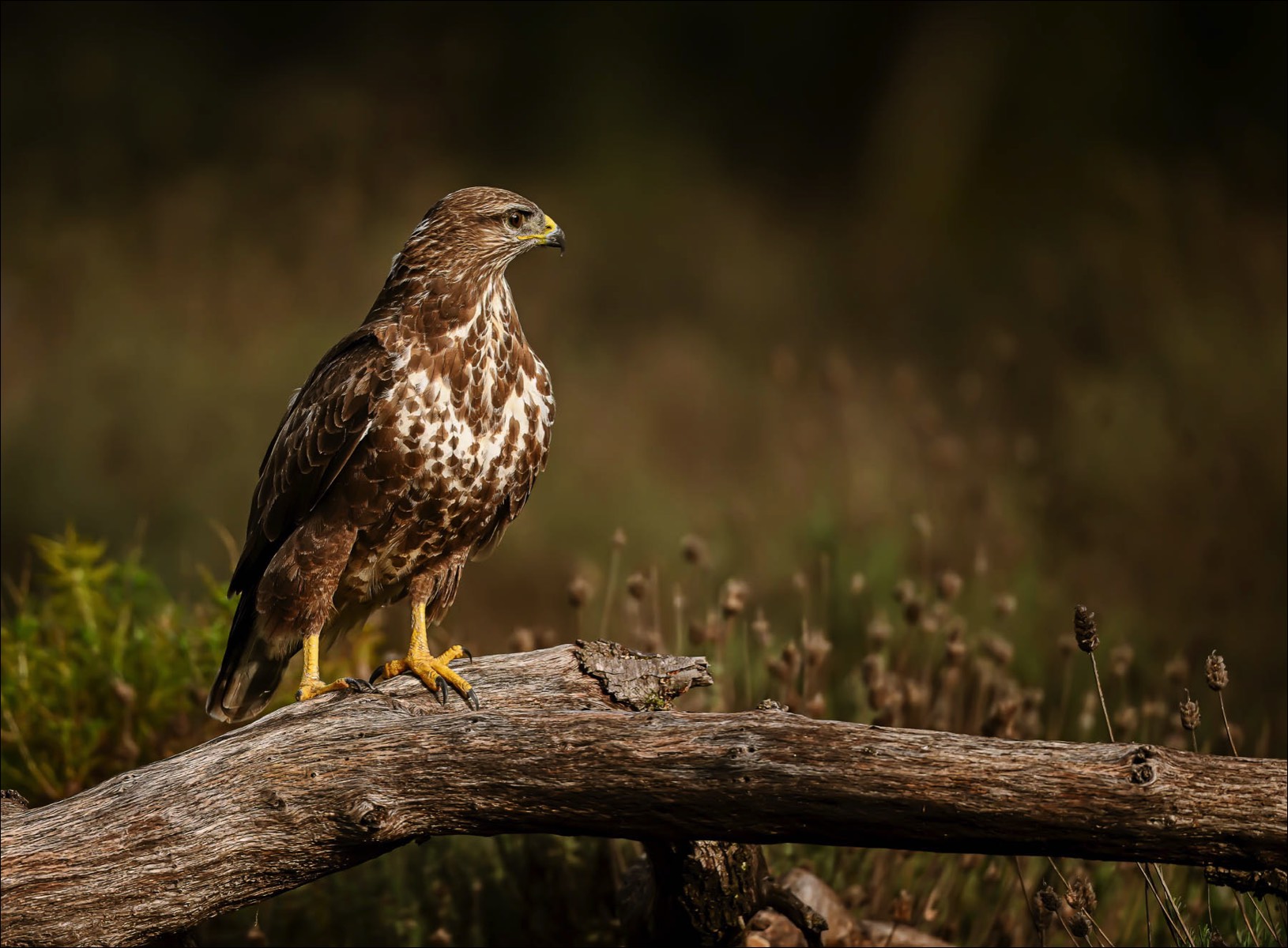 Common Buzzard (Buizerd)