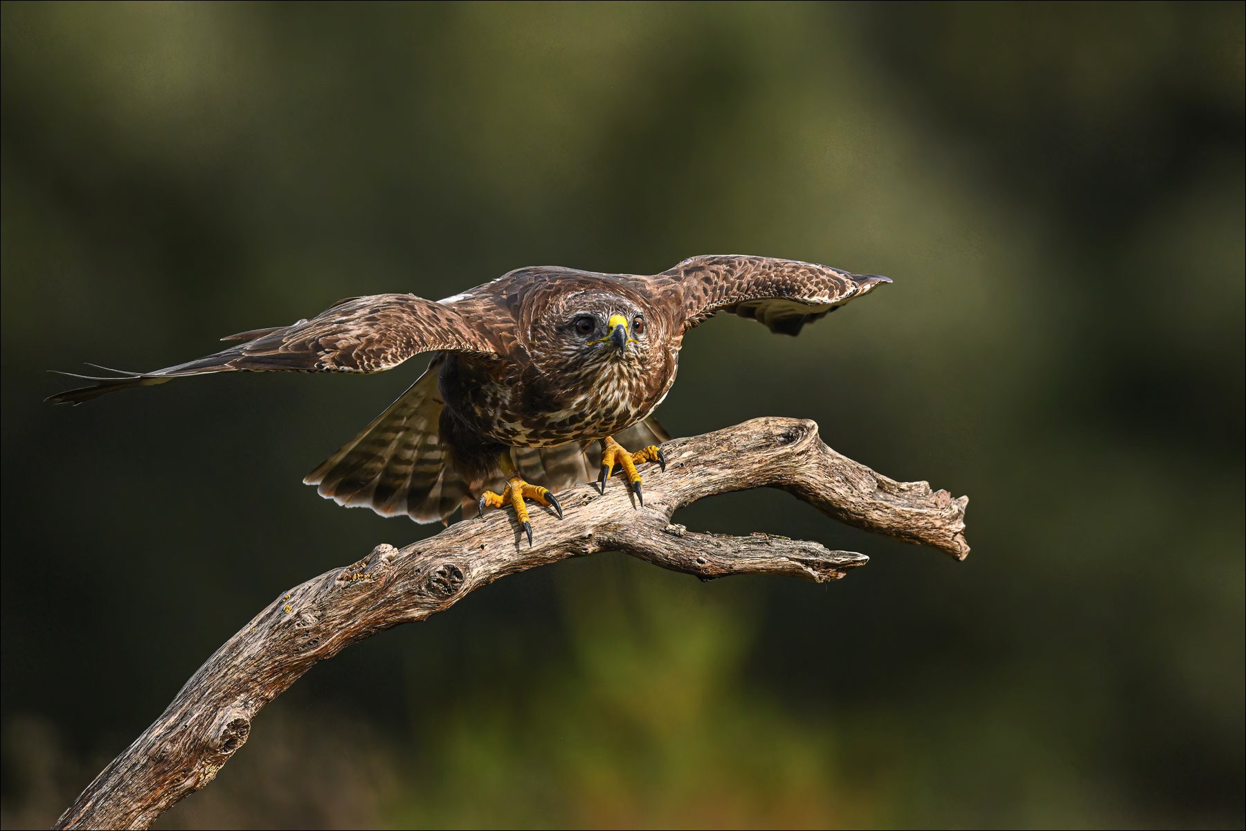 Common Buzzard (Buizerd)