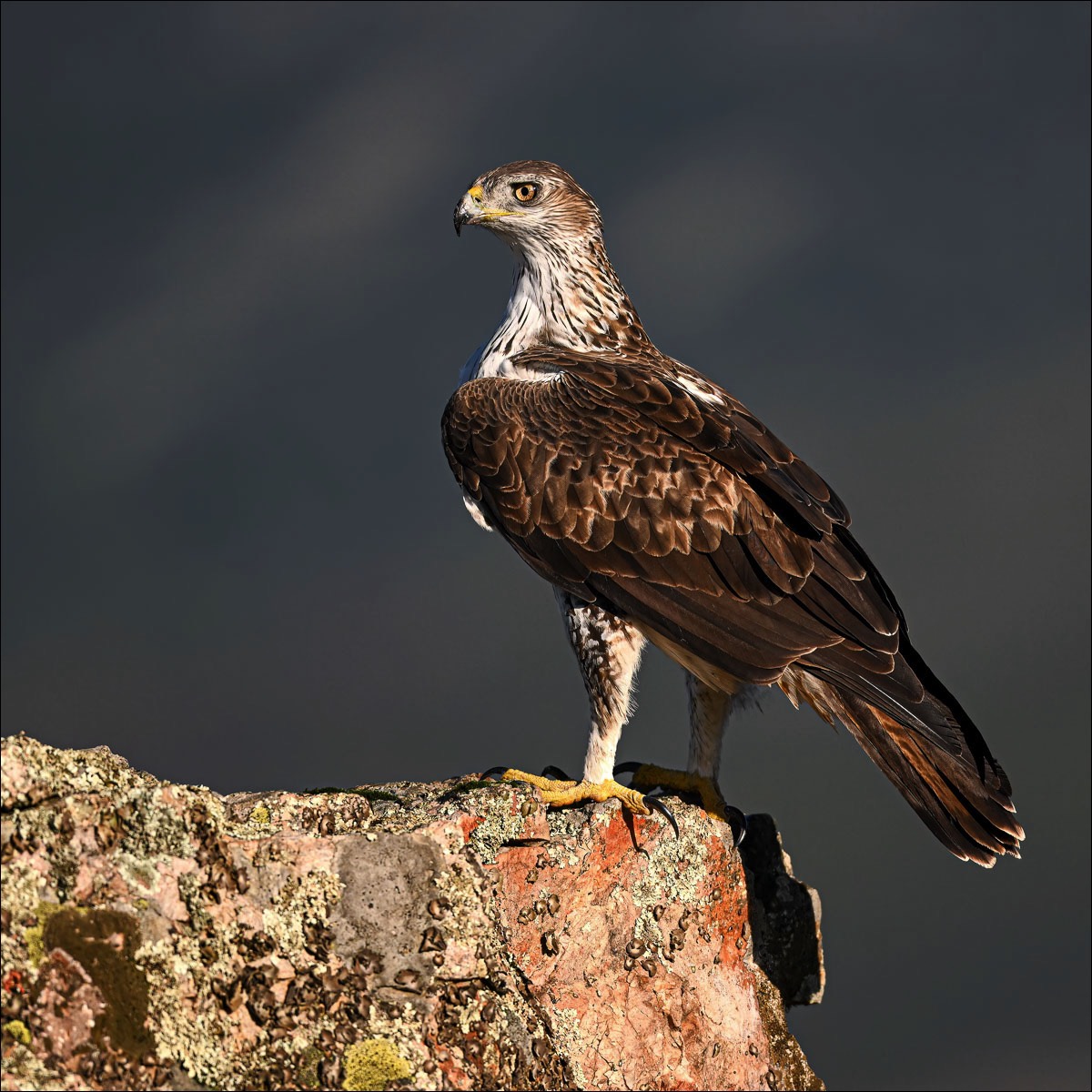 Bonellis Eagle (Havikarend)