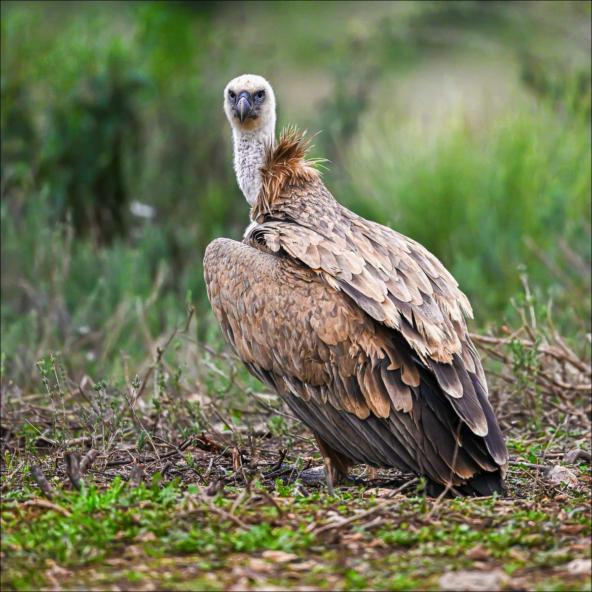 Griffon Vulture (Vale Gier)