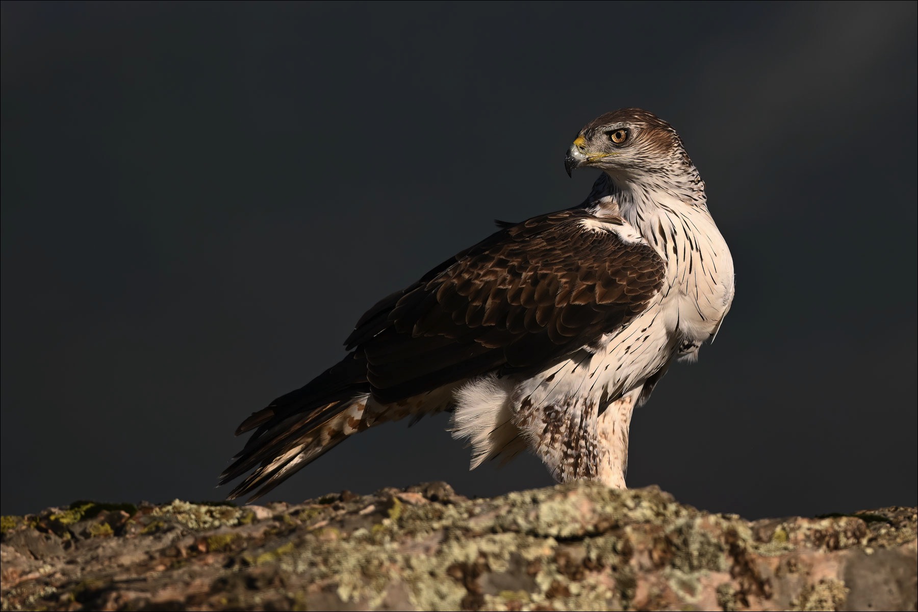 Bonellis Eagle (Havikarend)