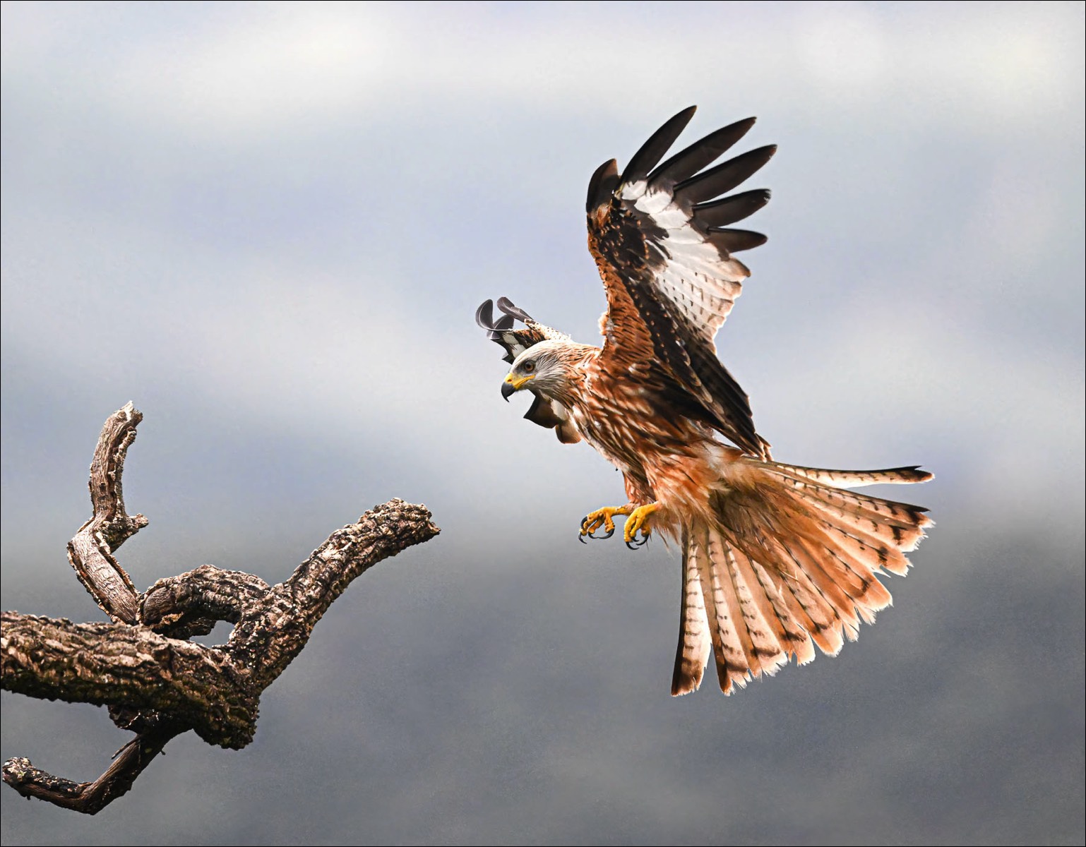 Red Kite (Rode Wouw)