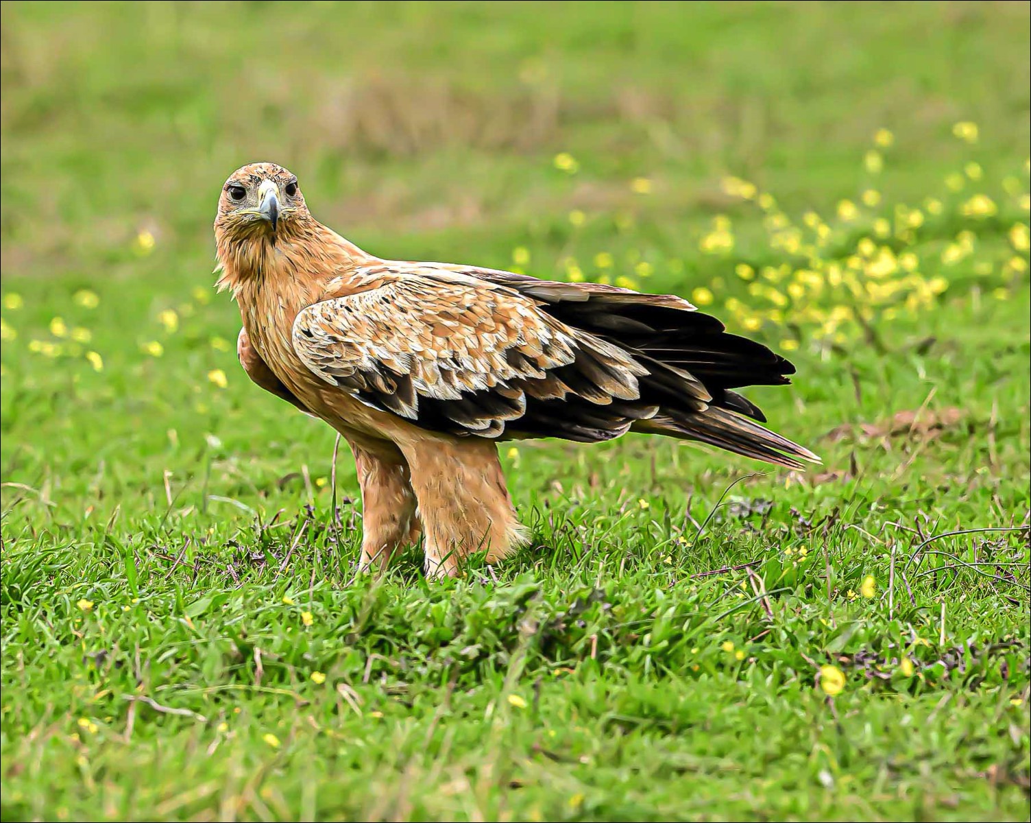 Spanish Imperial Eagle (Spaanse Keizerarend)