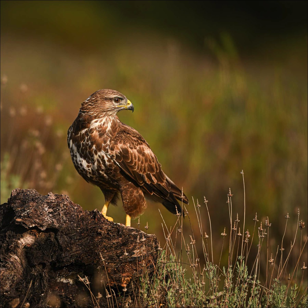 Common Buzzard (Buizerd)