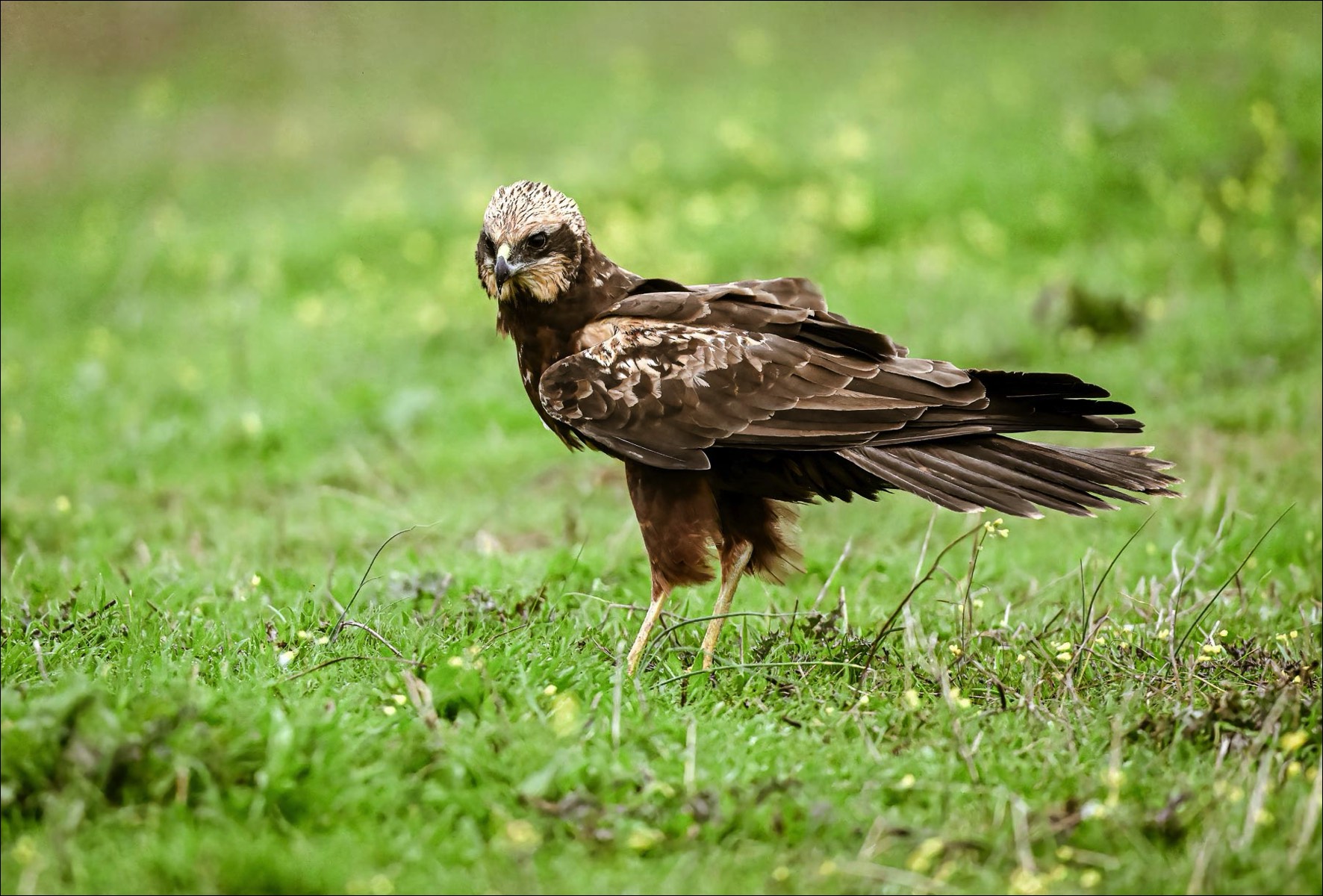 Marsh Harrier (Bruine Kiekendief)