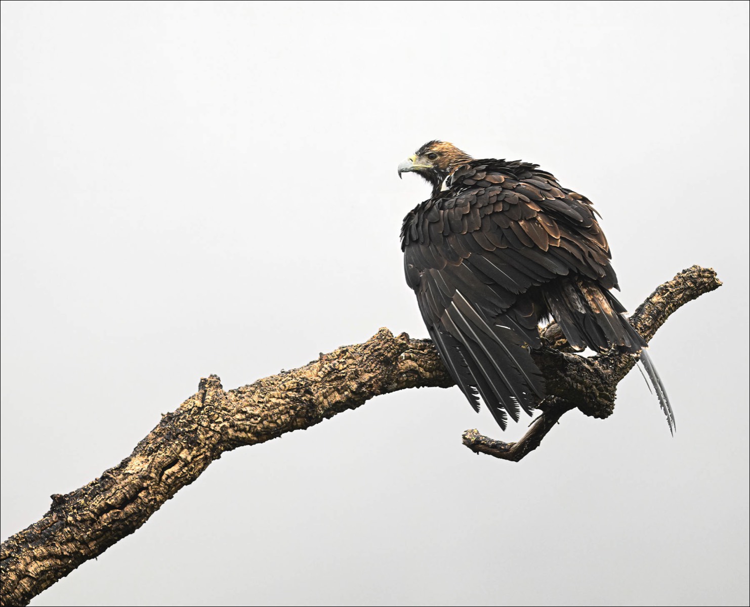 Spanish Imperial Eagle (Spaanse Keizerarend)