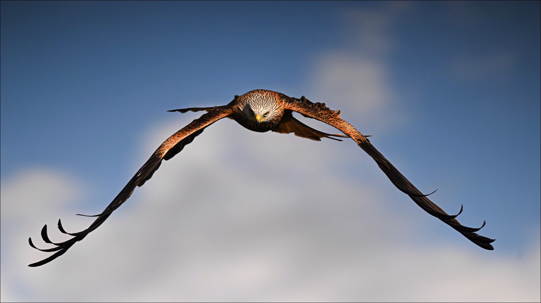 Red Kite (Rode Wouw)