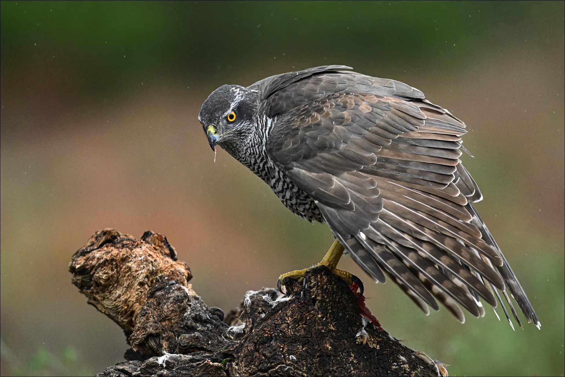 Northern Goshawk (Havik)