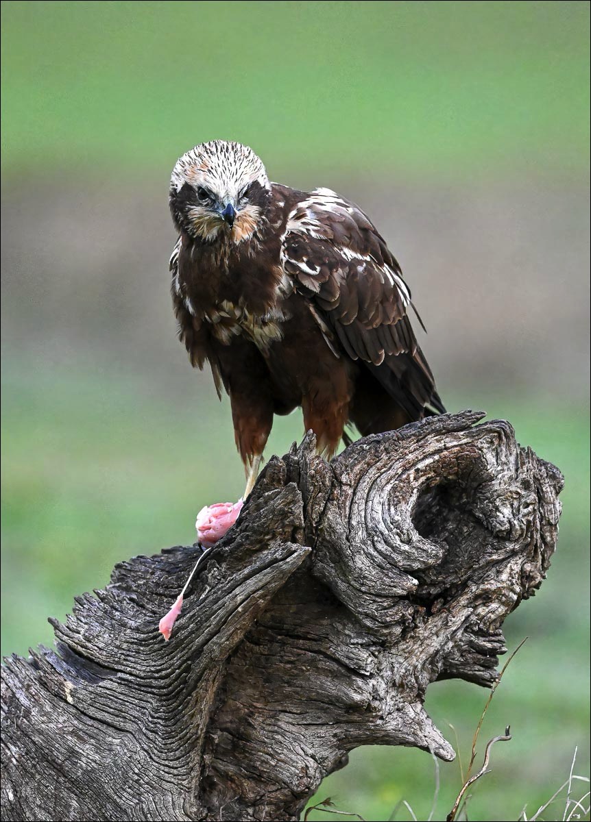 Marsh Harrier (Bruine Kiekendief)