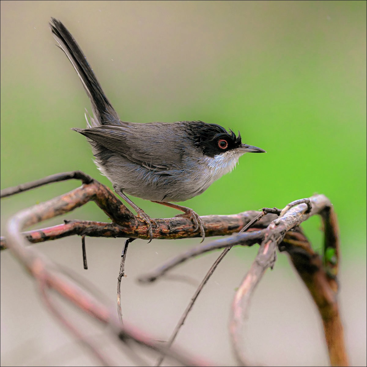 Sardinian Warbler (Kleine Zwartkop)