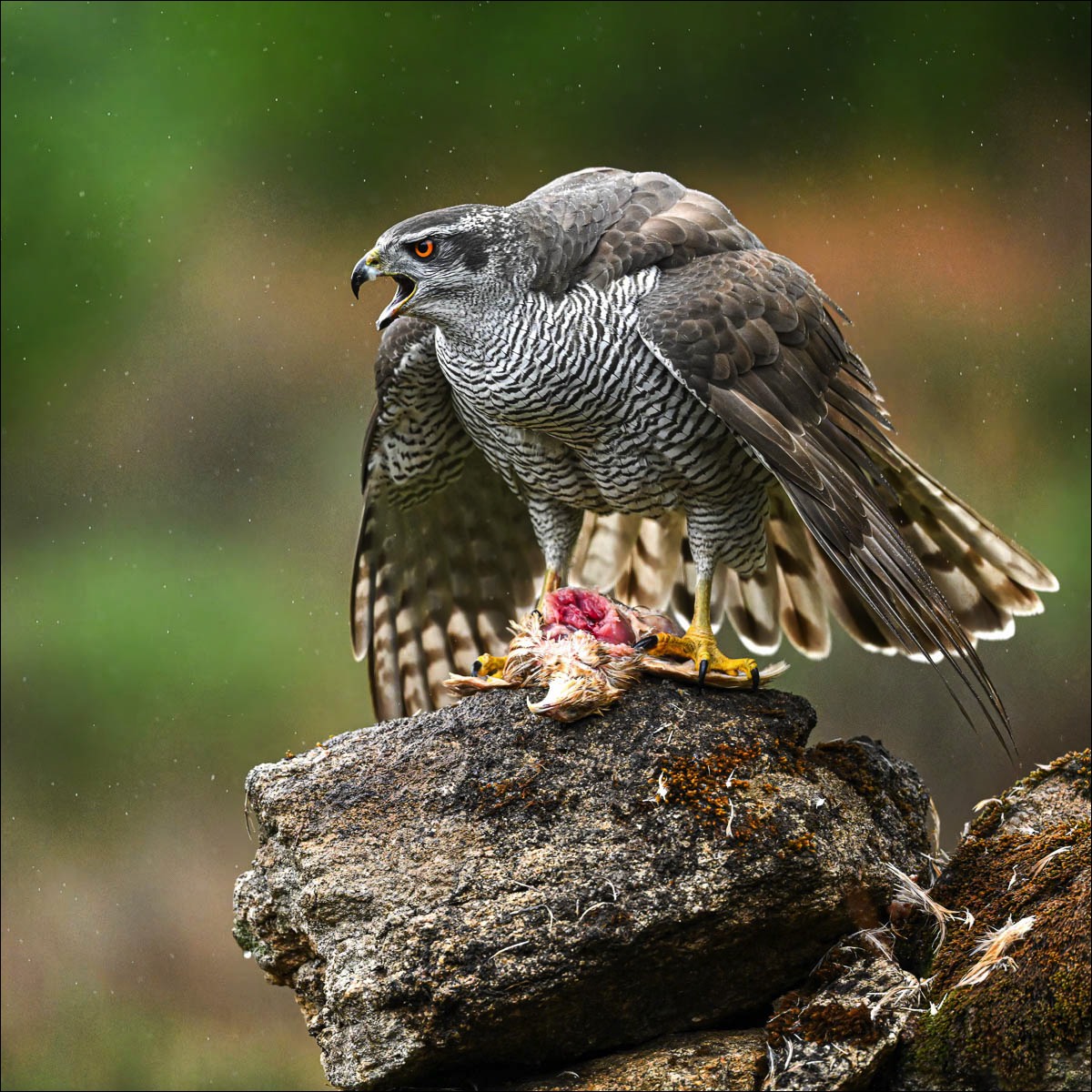 Northern Goshawk (Havik)