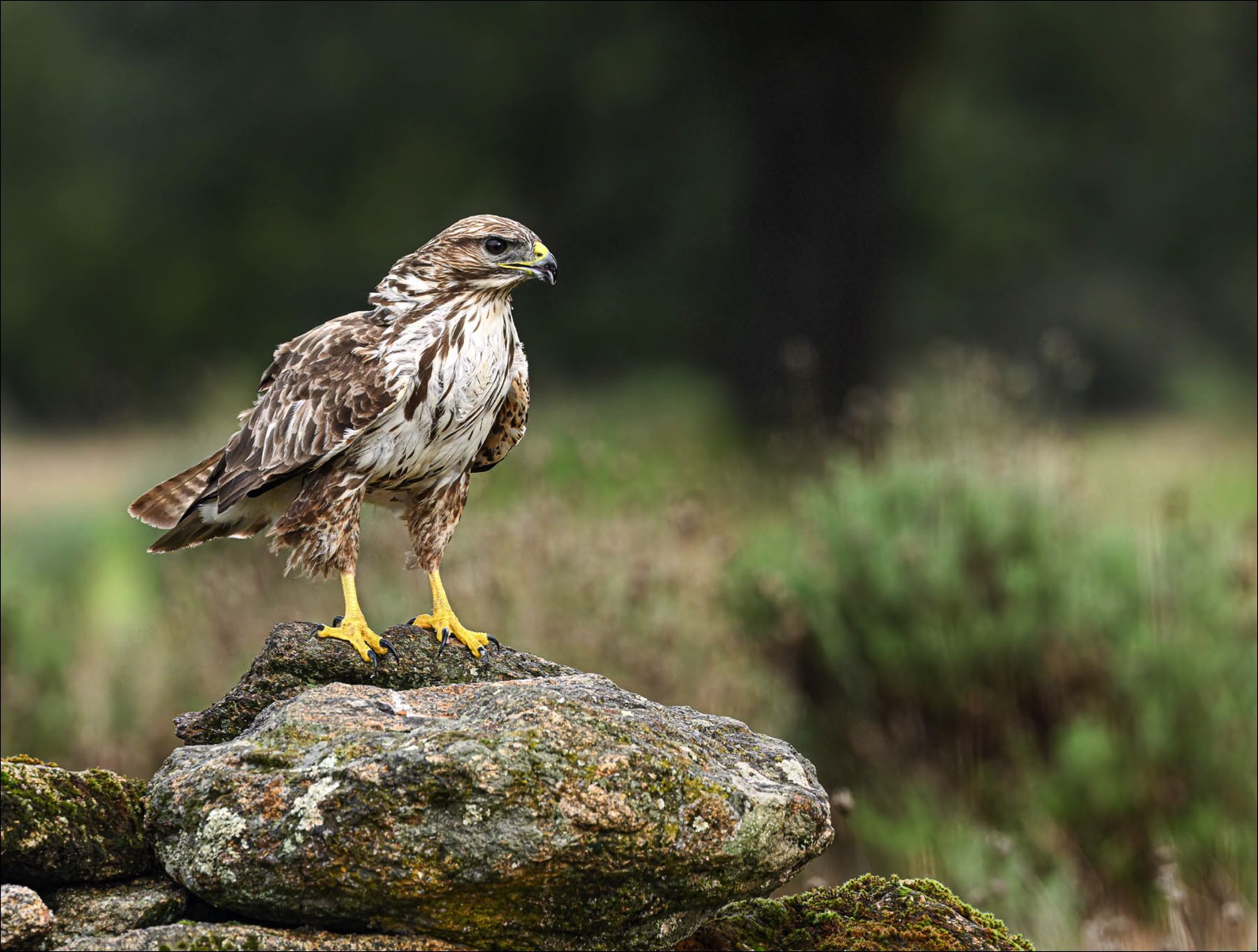 Common Buzzard (Buizerd)