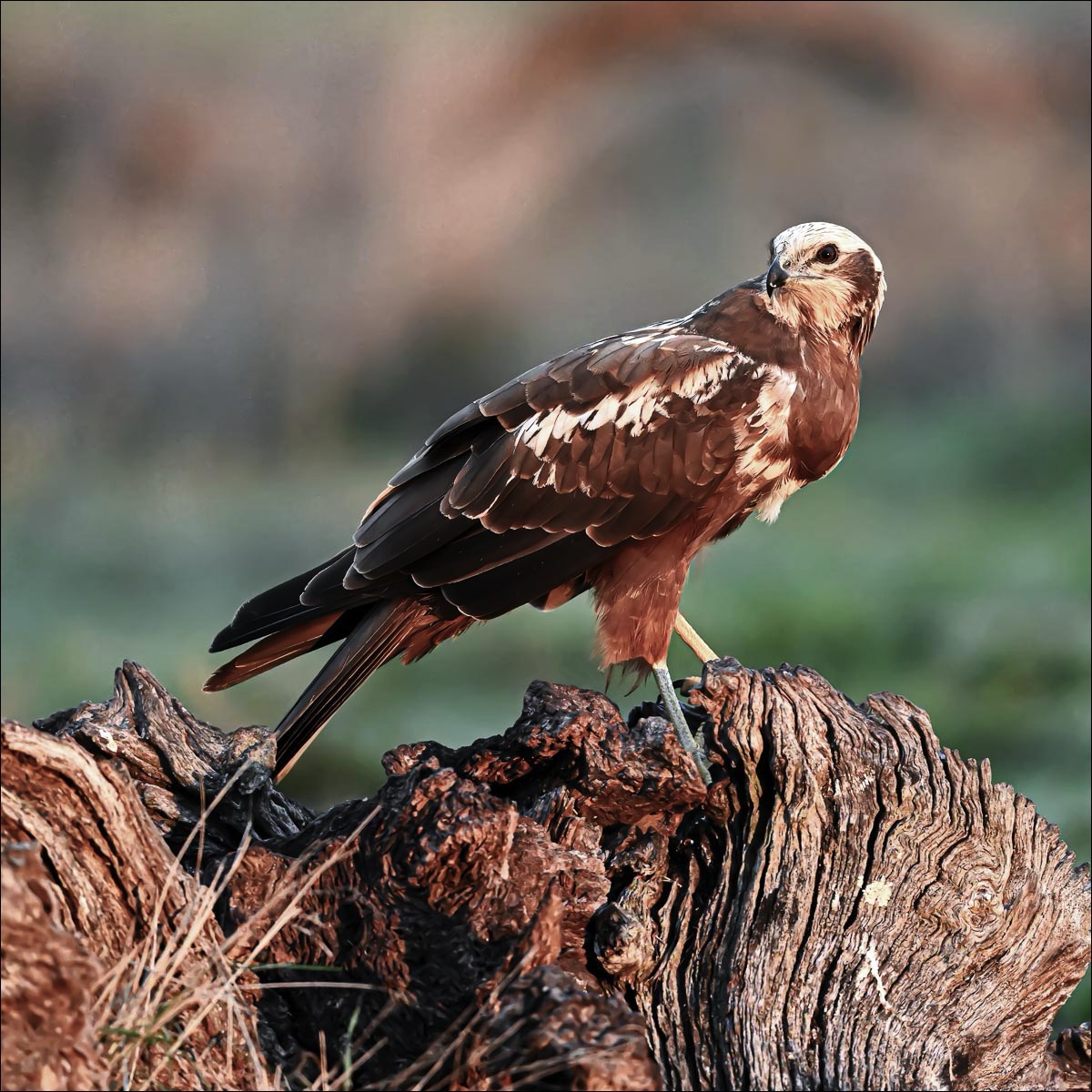 Marsh Harrier (Bruine Kiekendief)