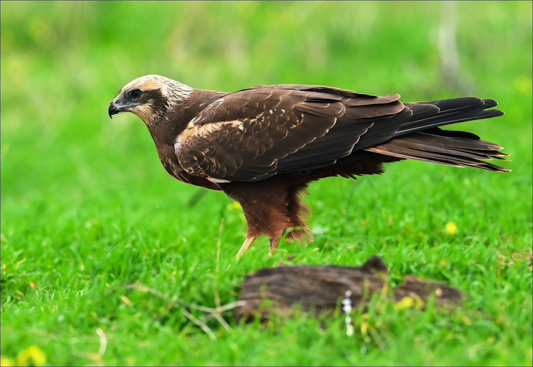 Marsh Harrier (Bruine Kiekendief)