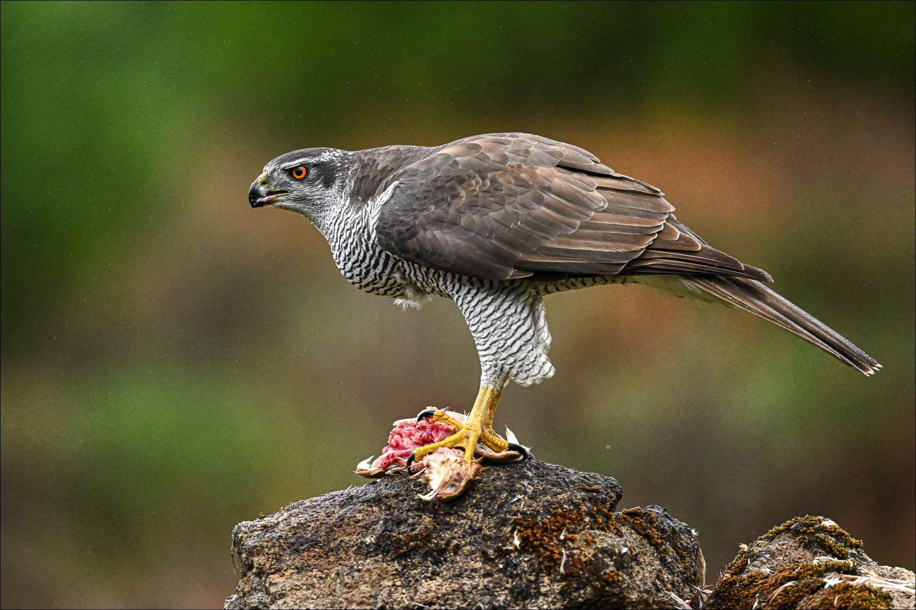 Northern Goshawk (Havik)