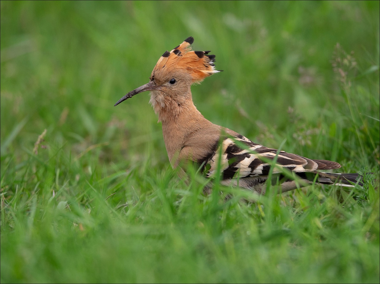 Eurasian Hoopoe (Hop)