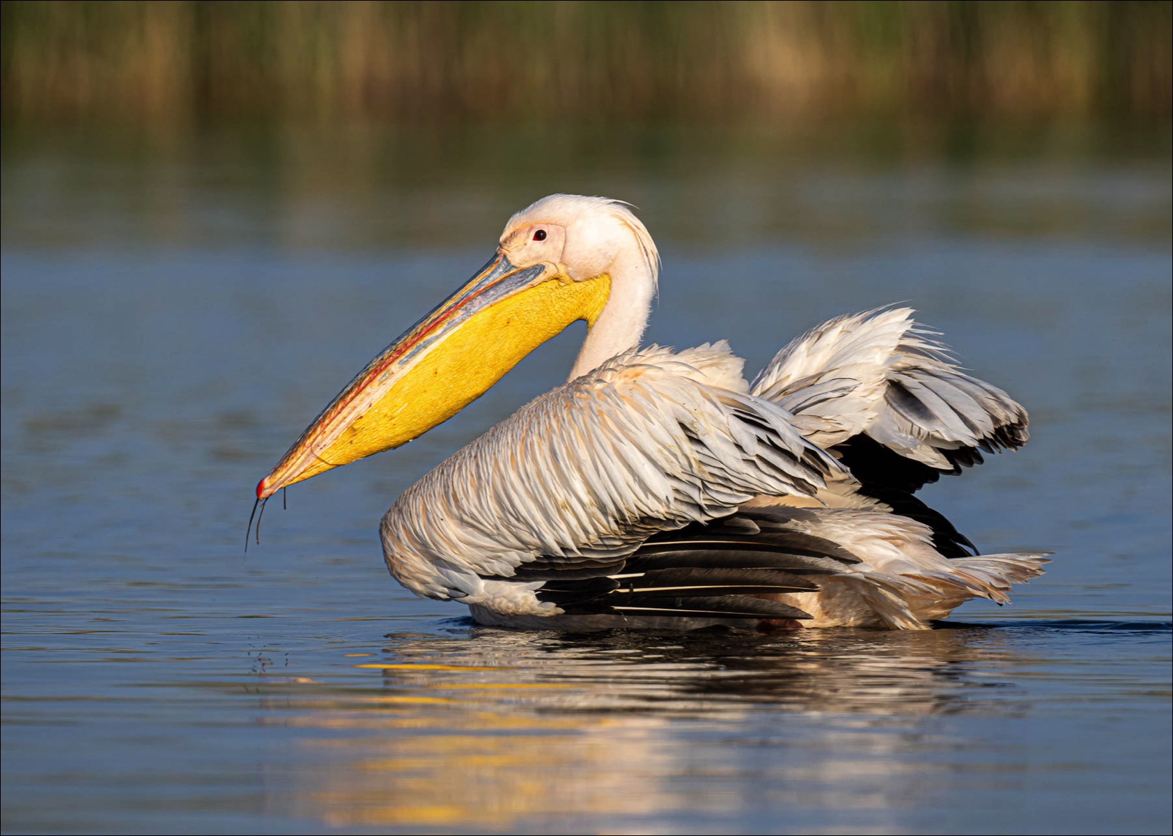 Great White Pelican (Roze Pelikaan)