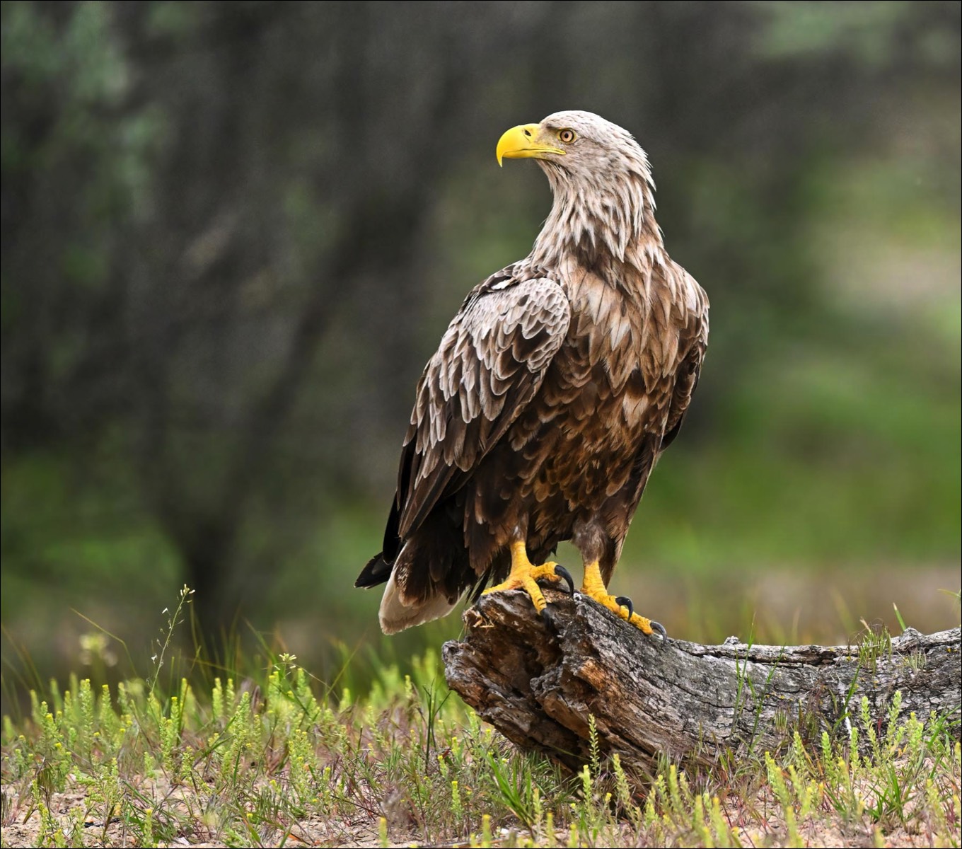 White-tailed Eagle (Zeearend)