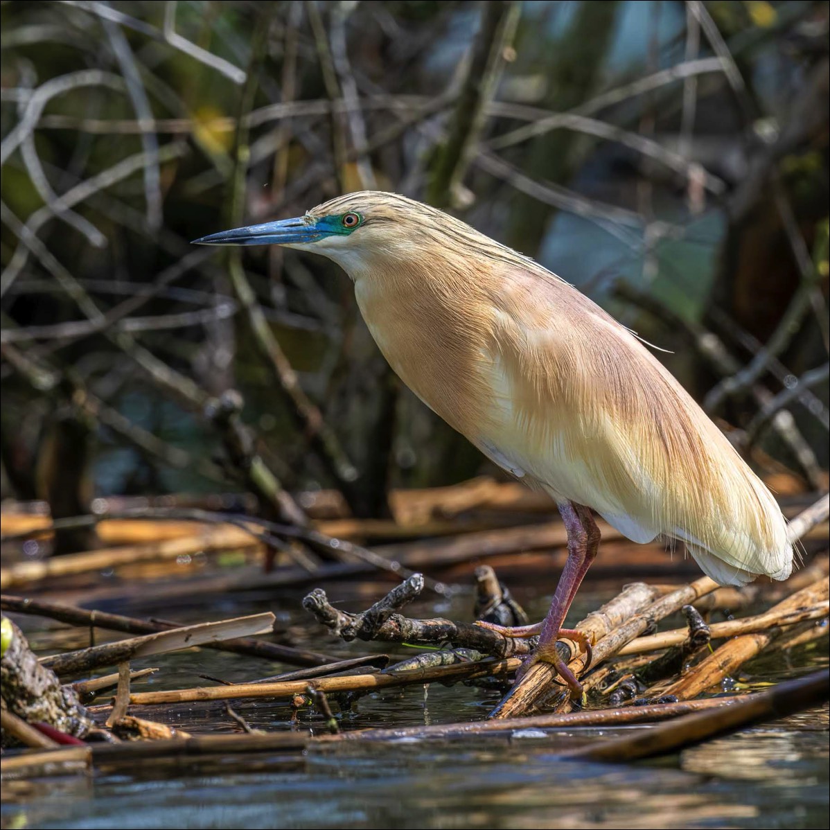 Squacco Heron (Ralreiger)