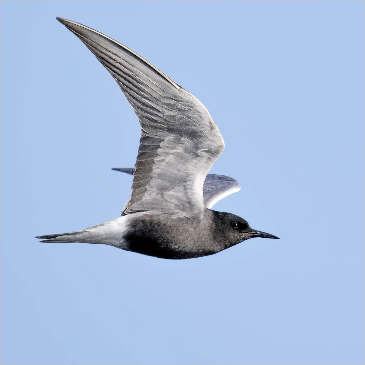 Black Tern (Zwarte Stern)