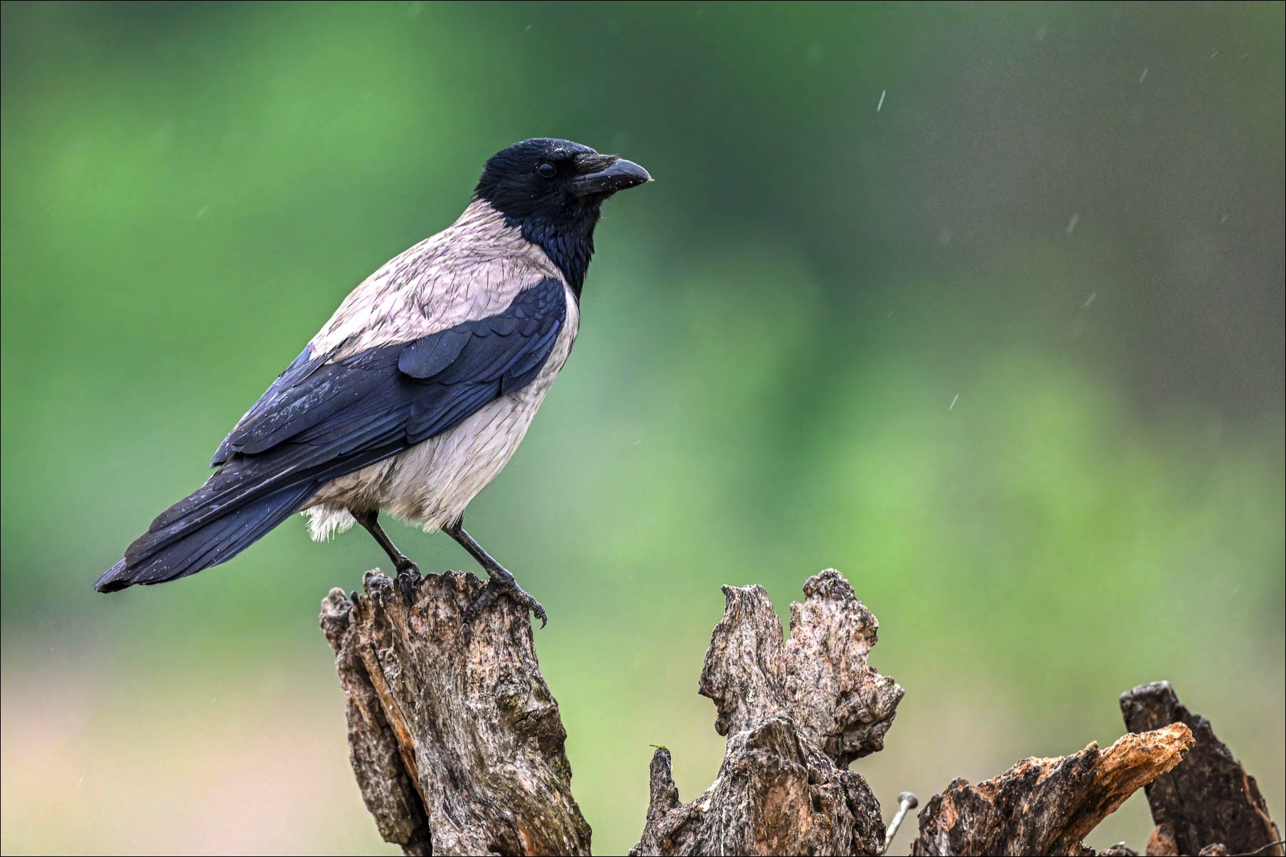 Hooded Crow (Bonte Kraai)