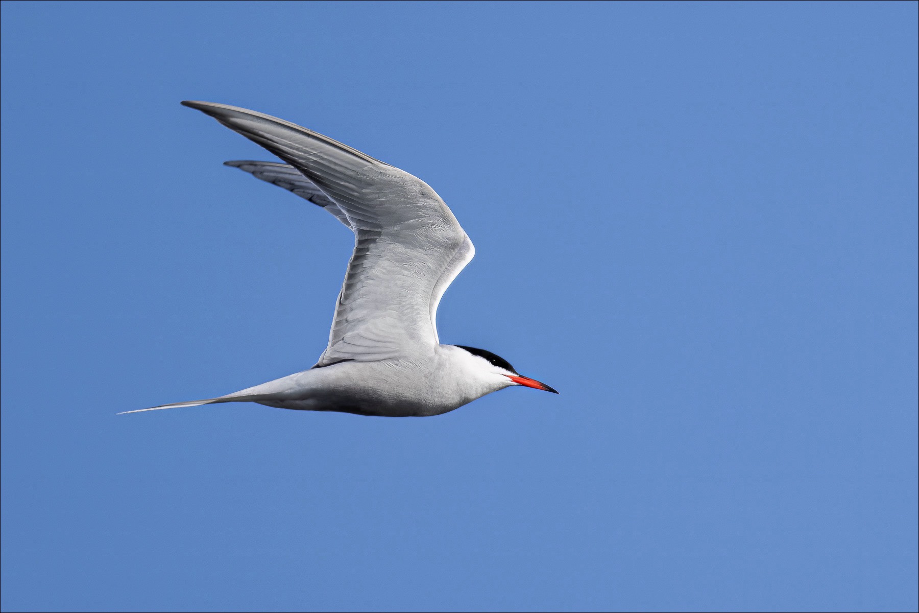 Common Tern (Visdief)