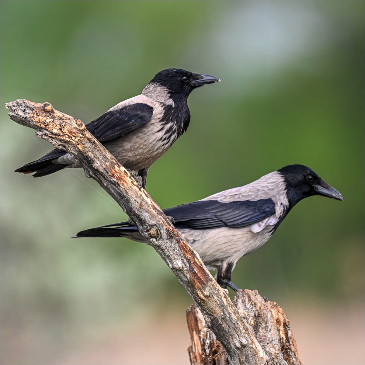 Hooded Crow (Bonte Kraai)