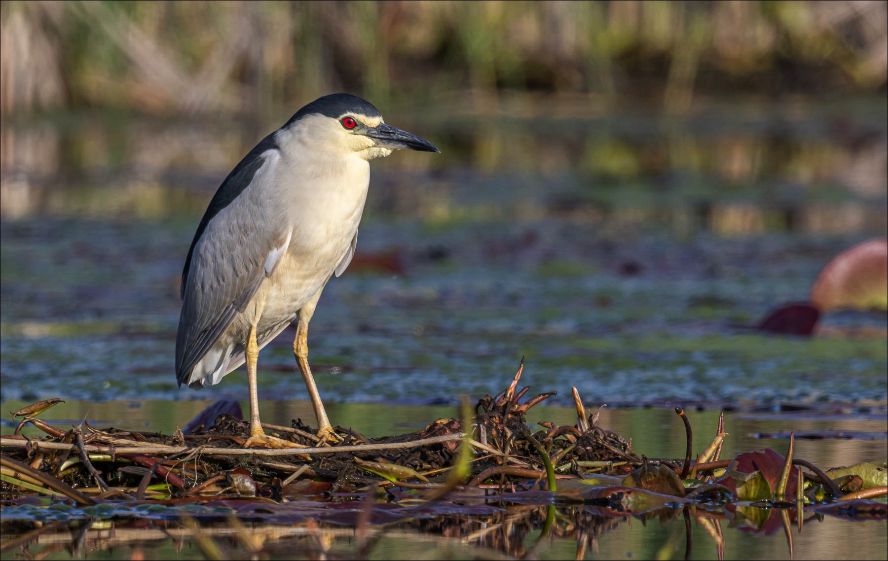 Night Heron (Kwak)