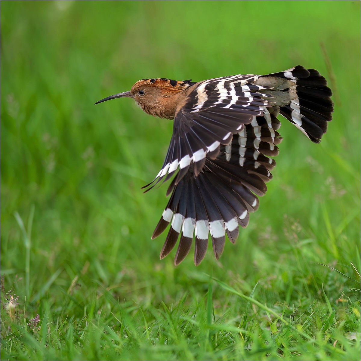 Eurasian Hoopoe (Hop)