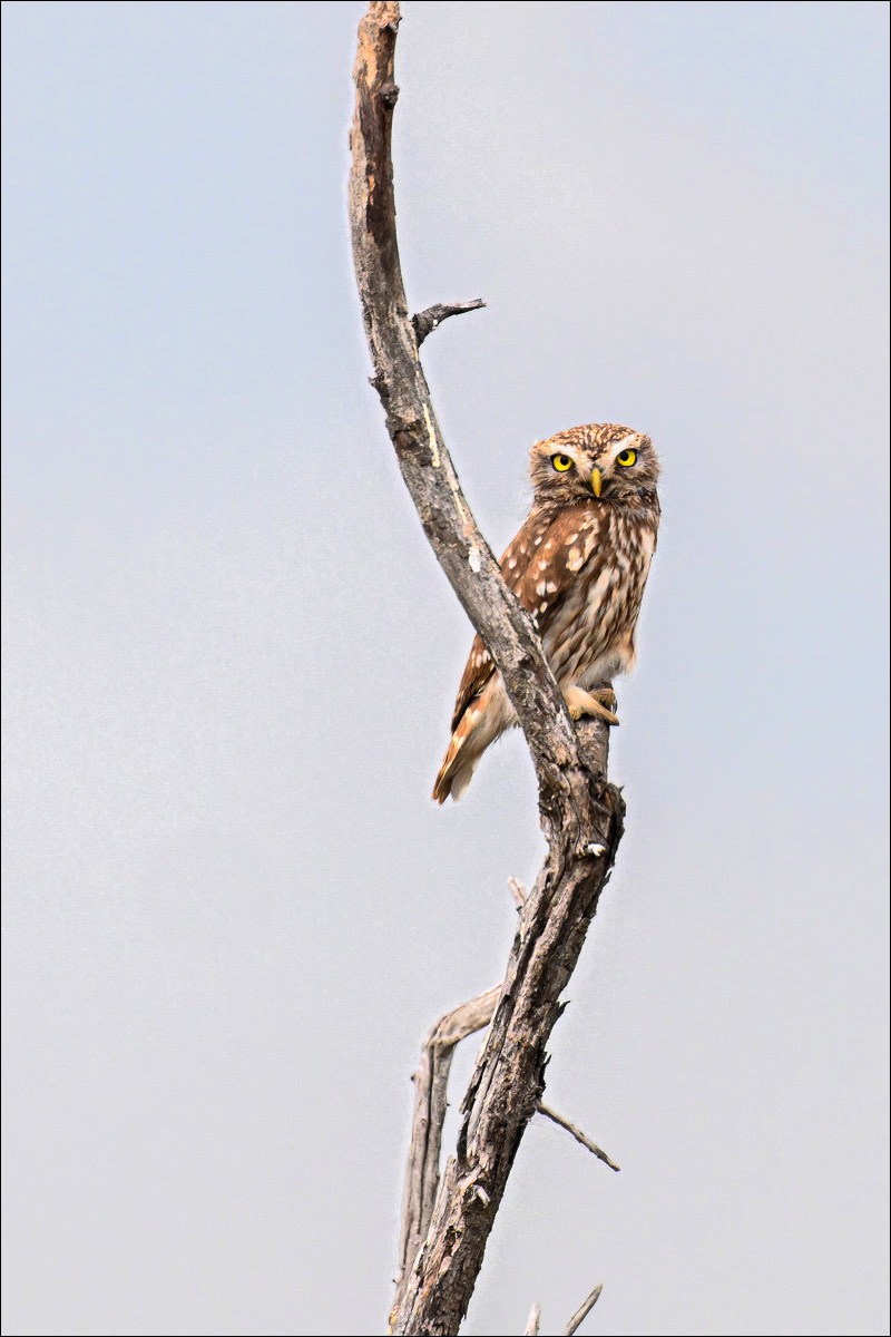 Little Owl (Steenuil)