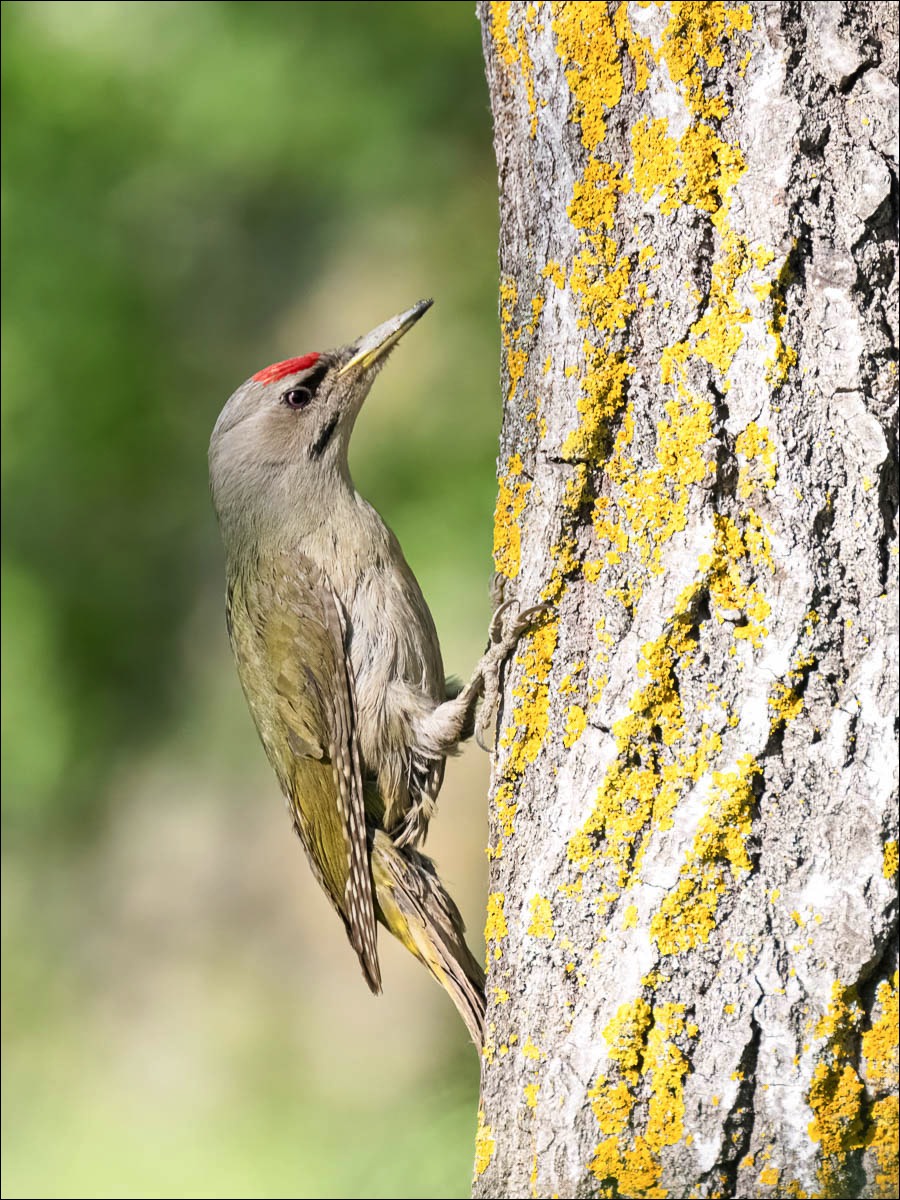 Grey-headed Woodpecker (Grijskopspecht)