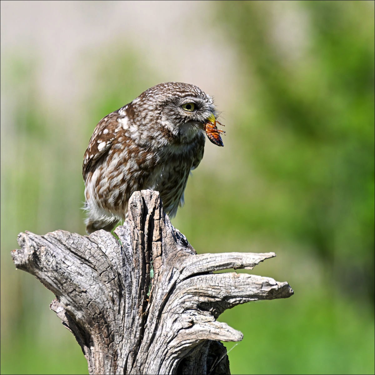 Little Owl (Steenuil)