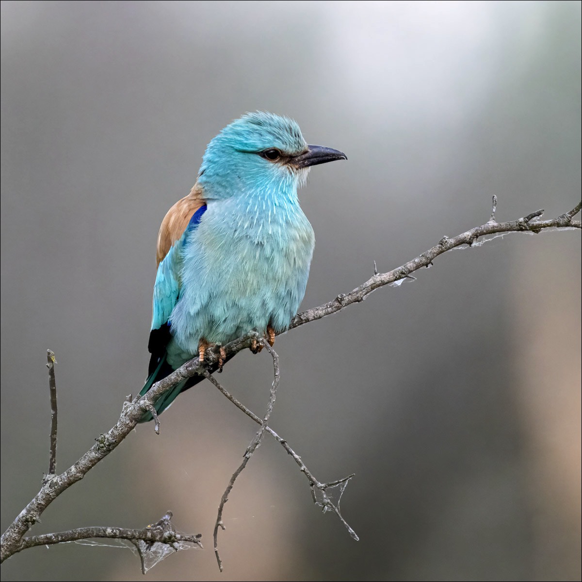 European Roller (Scharrelaar)