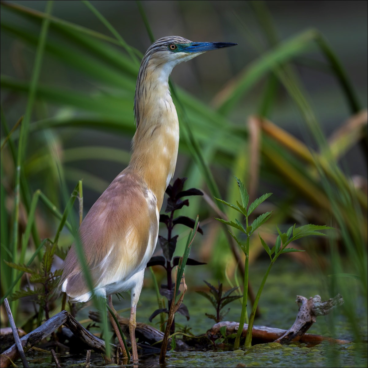 Squacco Heron (Ralreiger)