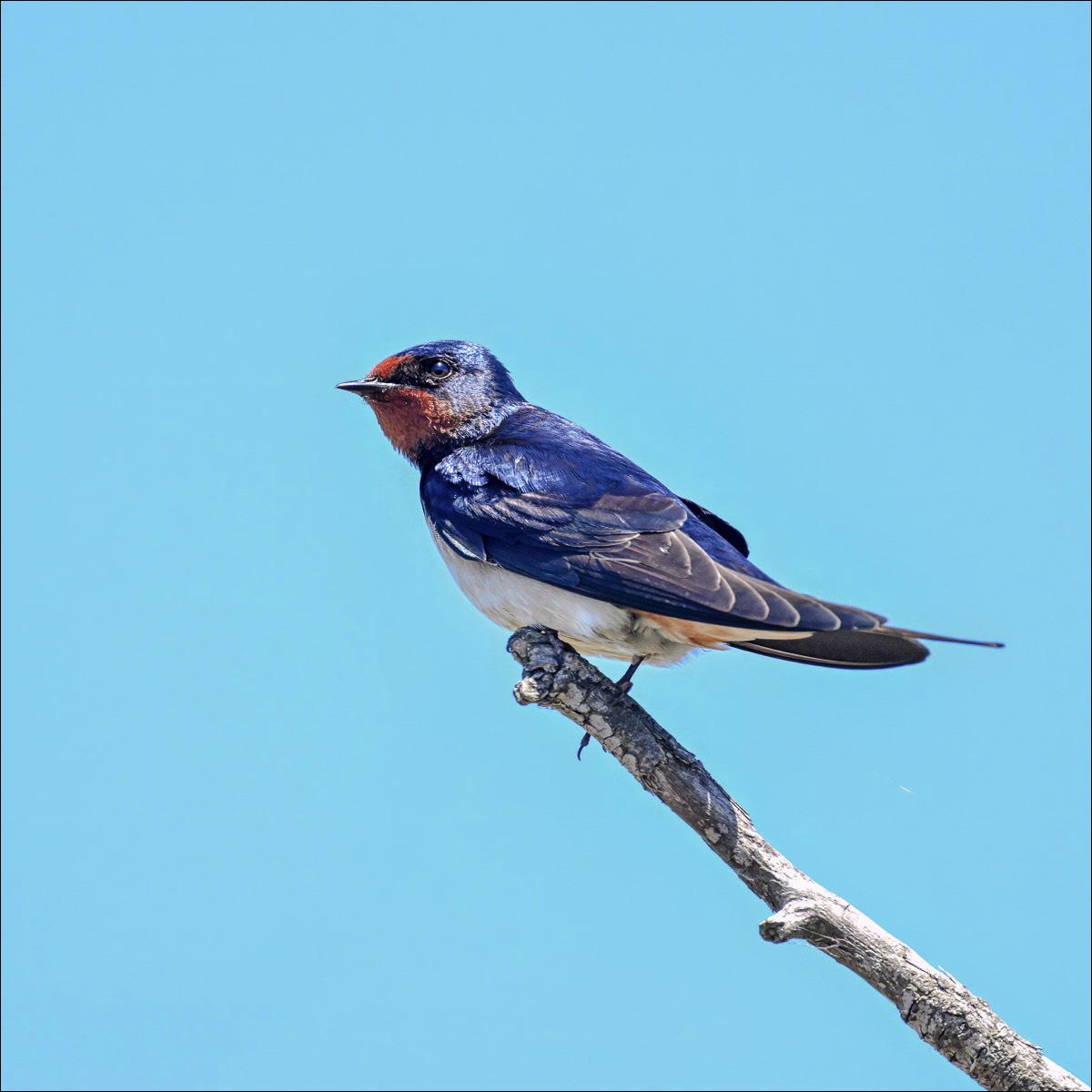 Barn Swallow (Boerenzwaluw)