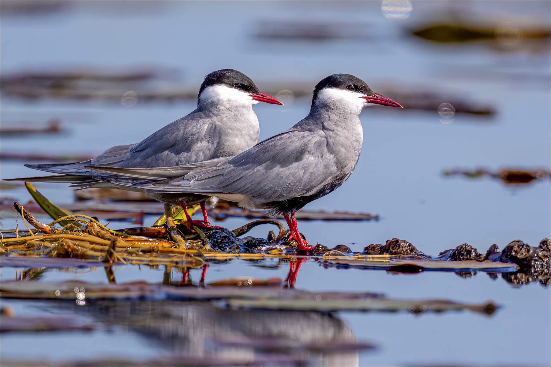 Whiskered Tern (Witwangstern)