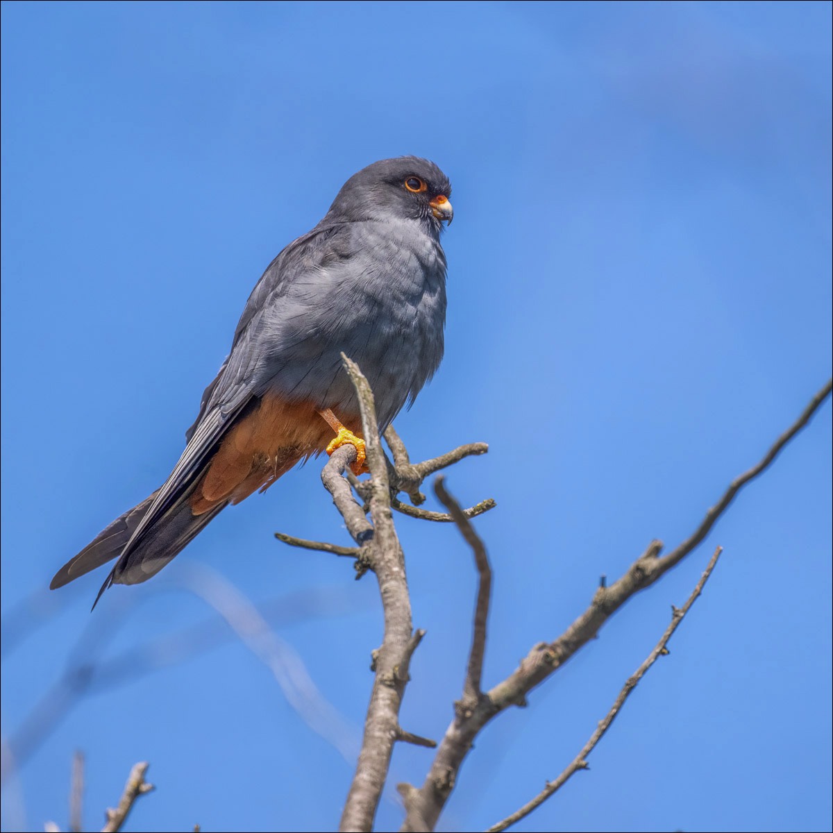 Red-footed Falcon (Roodpootvalk)