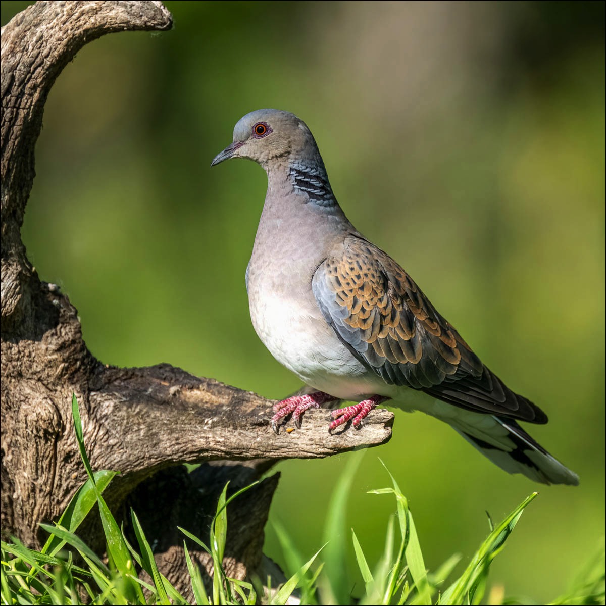 European Turtle Dove (Zomertortel)