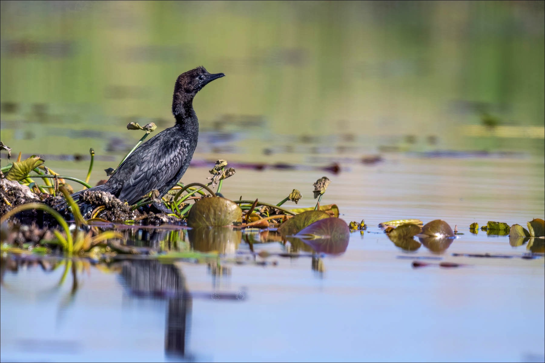 Pygmy Cormorant (Dwergaalscholver)