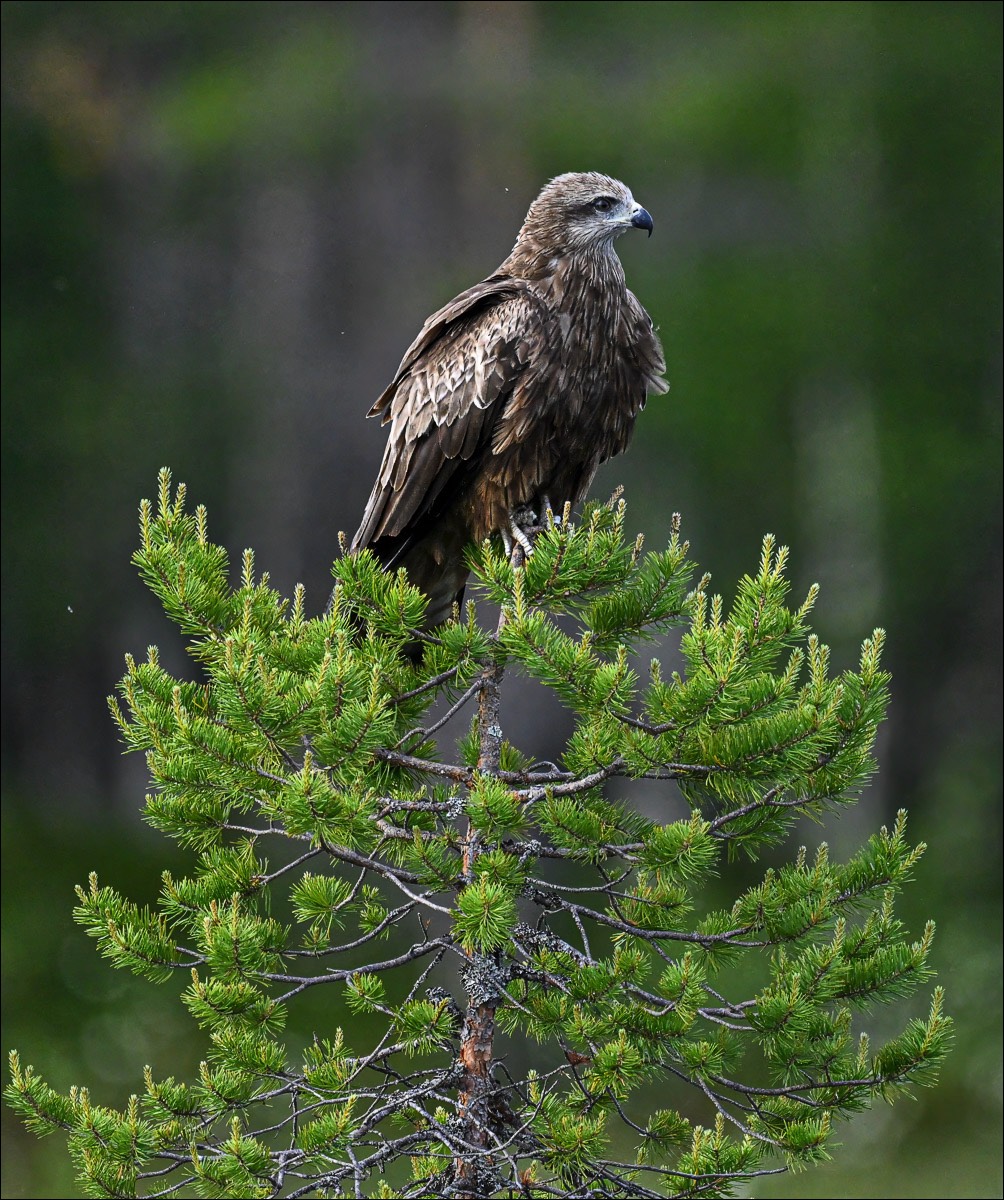 Black Kite (Zwarte Wouw) - Kuhmo (Finland) - 25/06/23