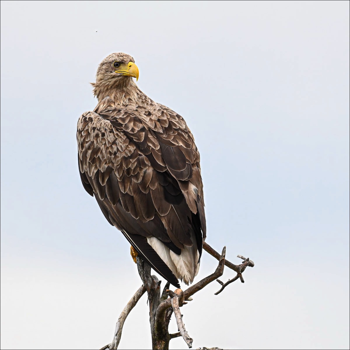 White-tailed Eagle (Zeearend) - Kuhmo (Finland) - 27/06/23