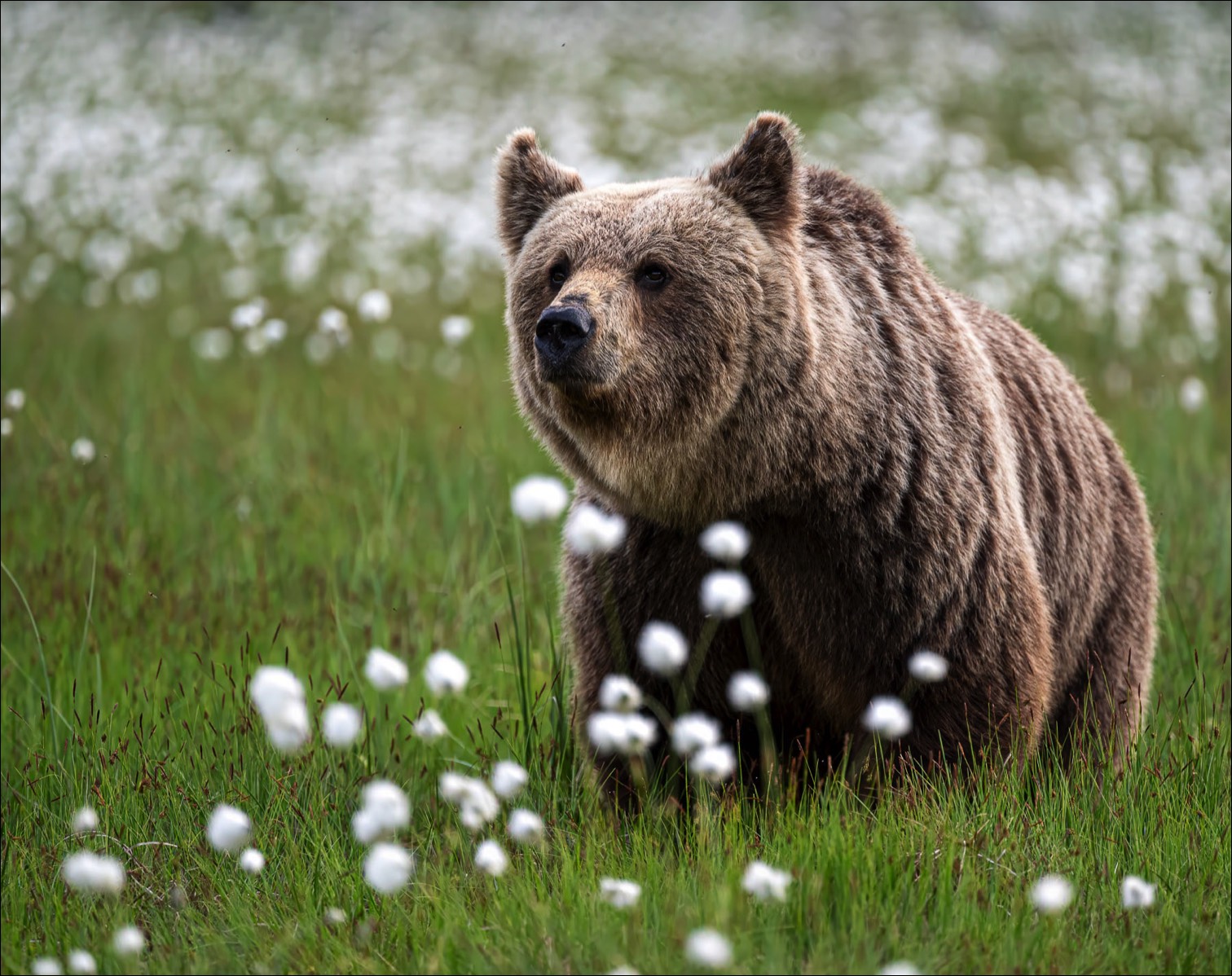 European Brown Bear (Europese Bruine Beer) - Ruhtinansalmi (Finland) - 23/06/23