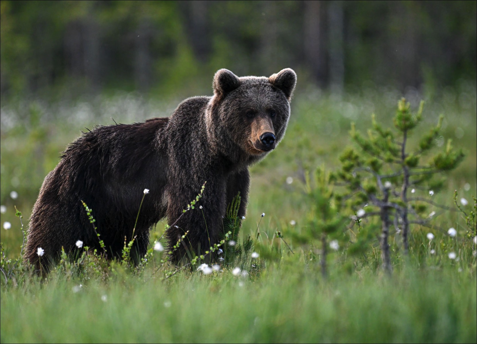 European Brown Bear (Europese Bruine Beer) - Kuhmo (Finland) - 26/06/23