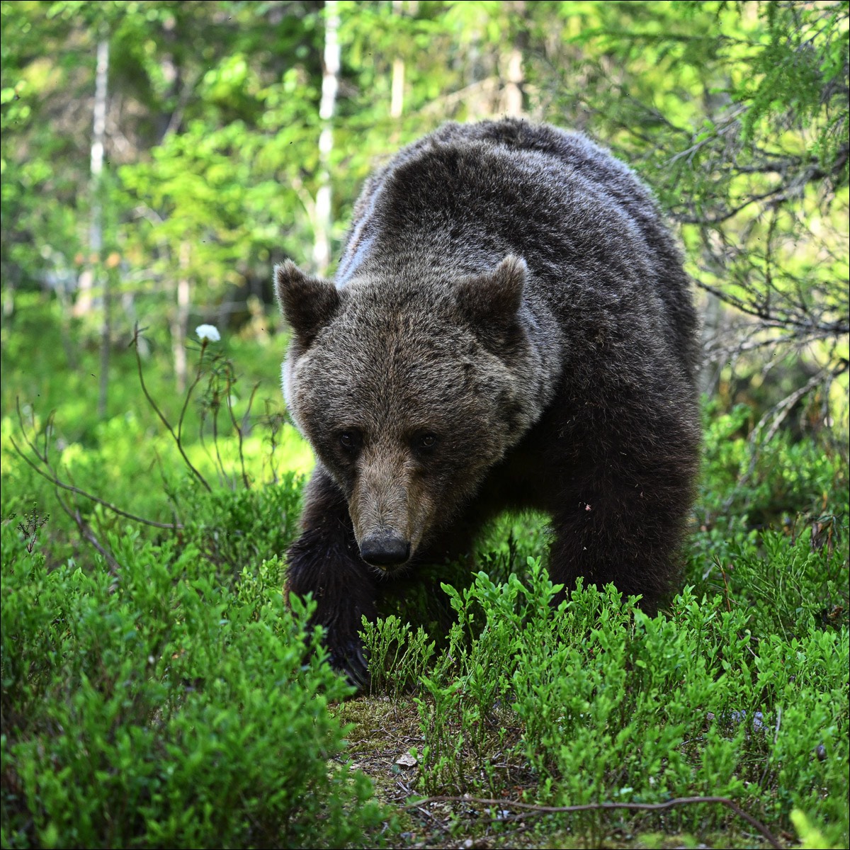 European Brown Bear (Europese Bruine Beer) - Ruhtinansalmi (Finland) - 24/06/23