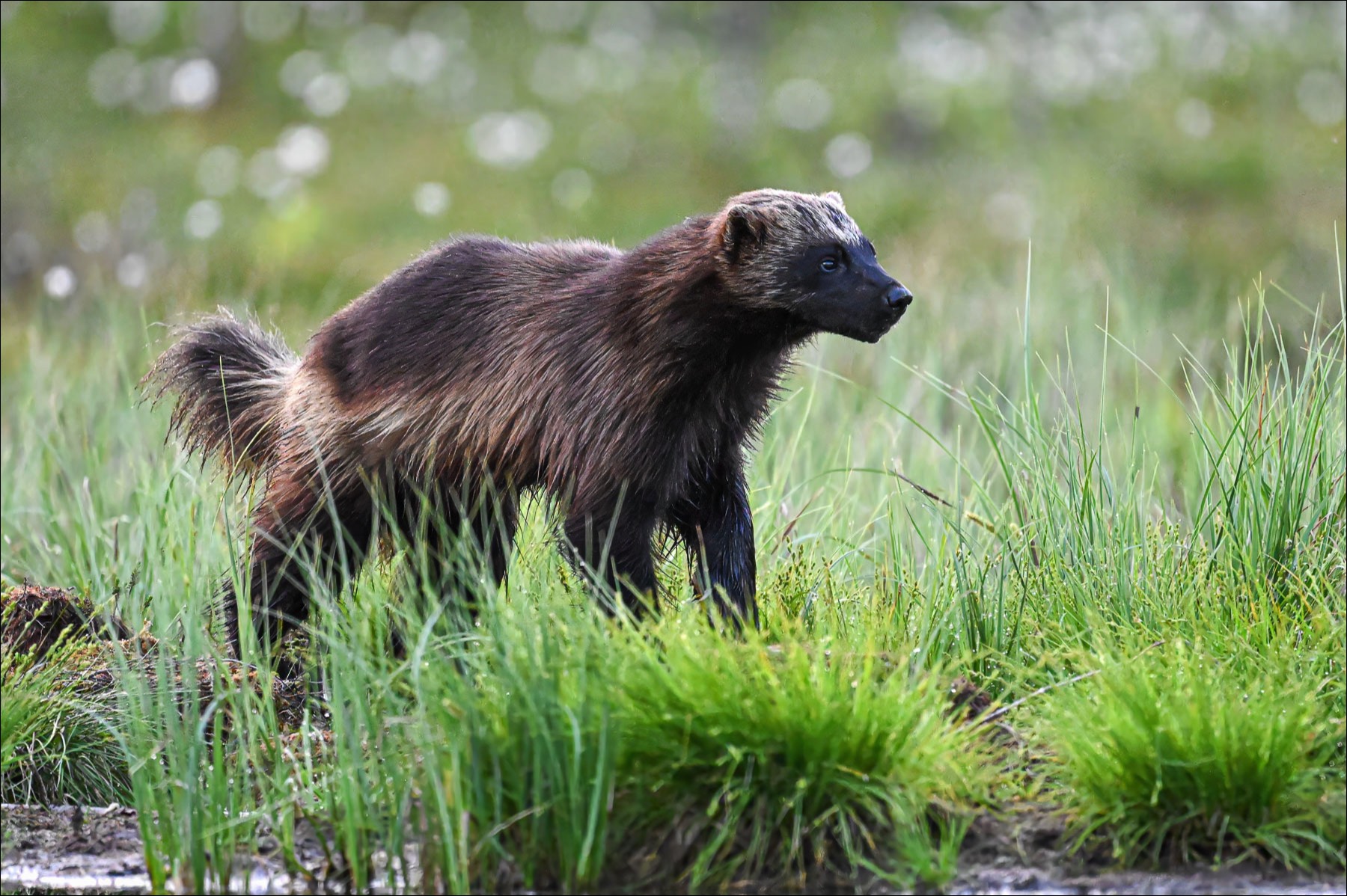 Wolverine (Veelvraat) - Kuhmo (Finland) - 25/06/23