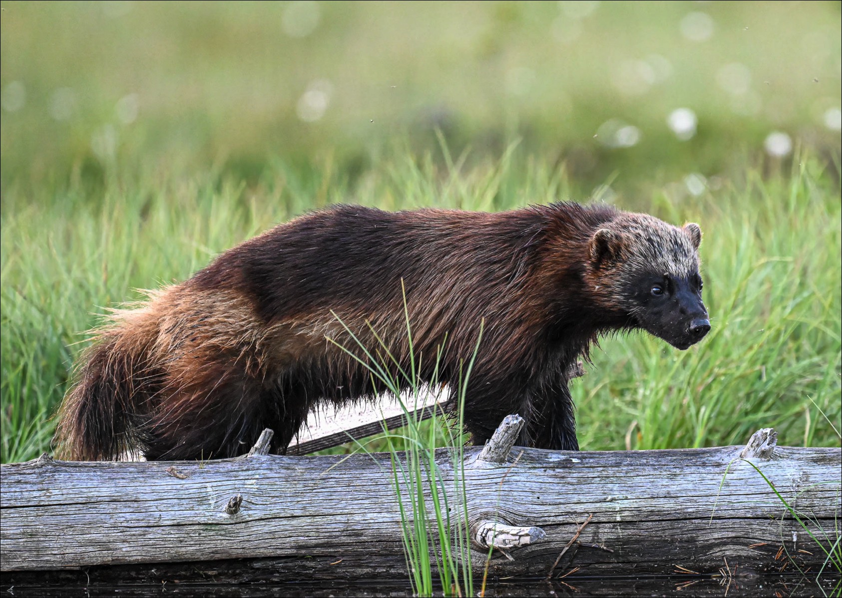 Wolverine (Veelvraat) - Kuhmo (Finland) - 25/06/23