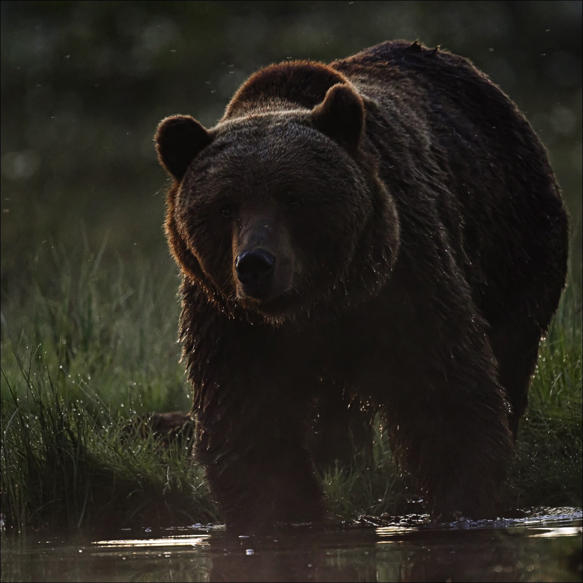 European Brown Bear (Europese Bruine Beer) - Kuhmo (Finland) - 26/06/23