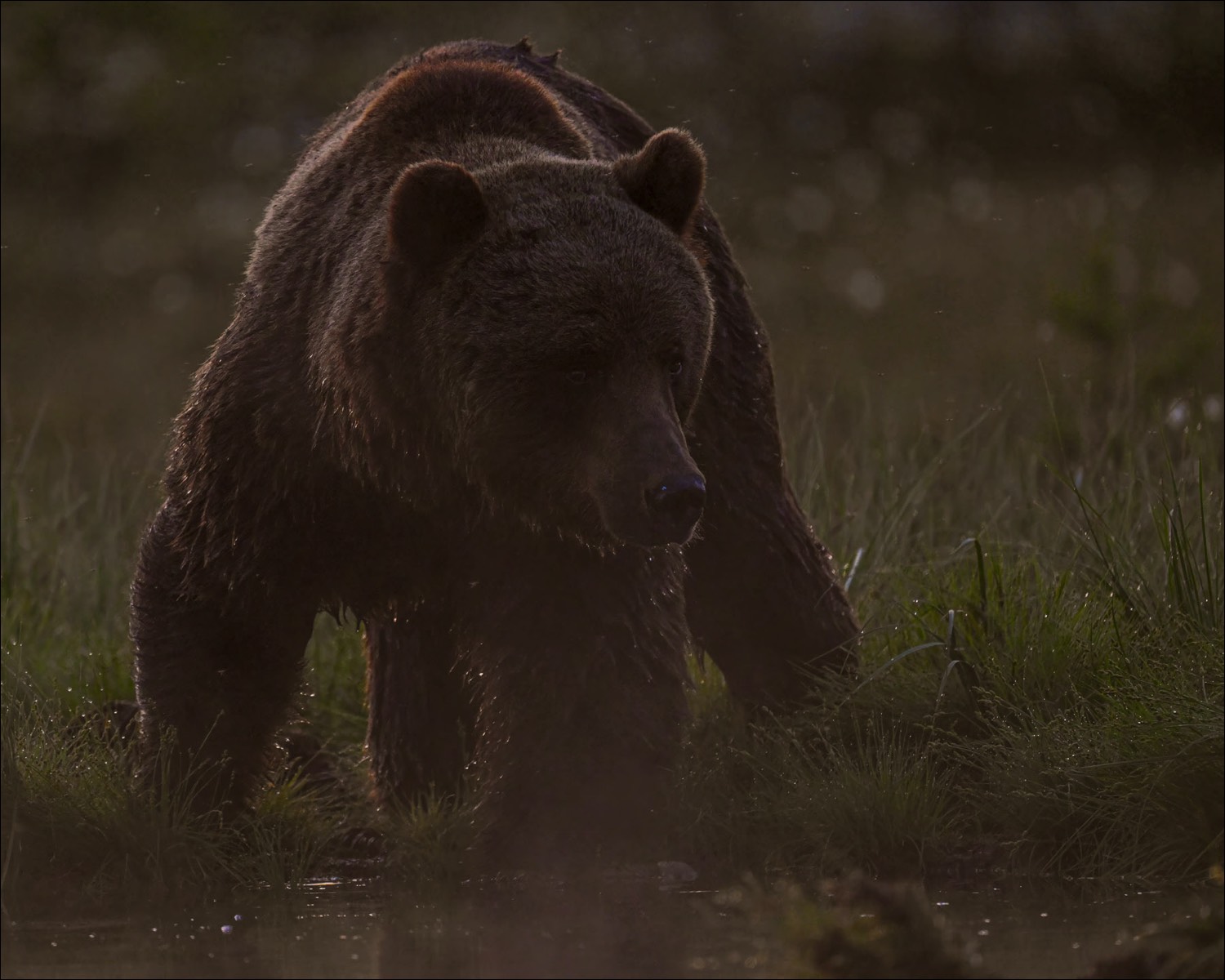 European Brown Bear (Europese Bruine Beer) - Kuhmo (Finland) - 25/06/23