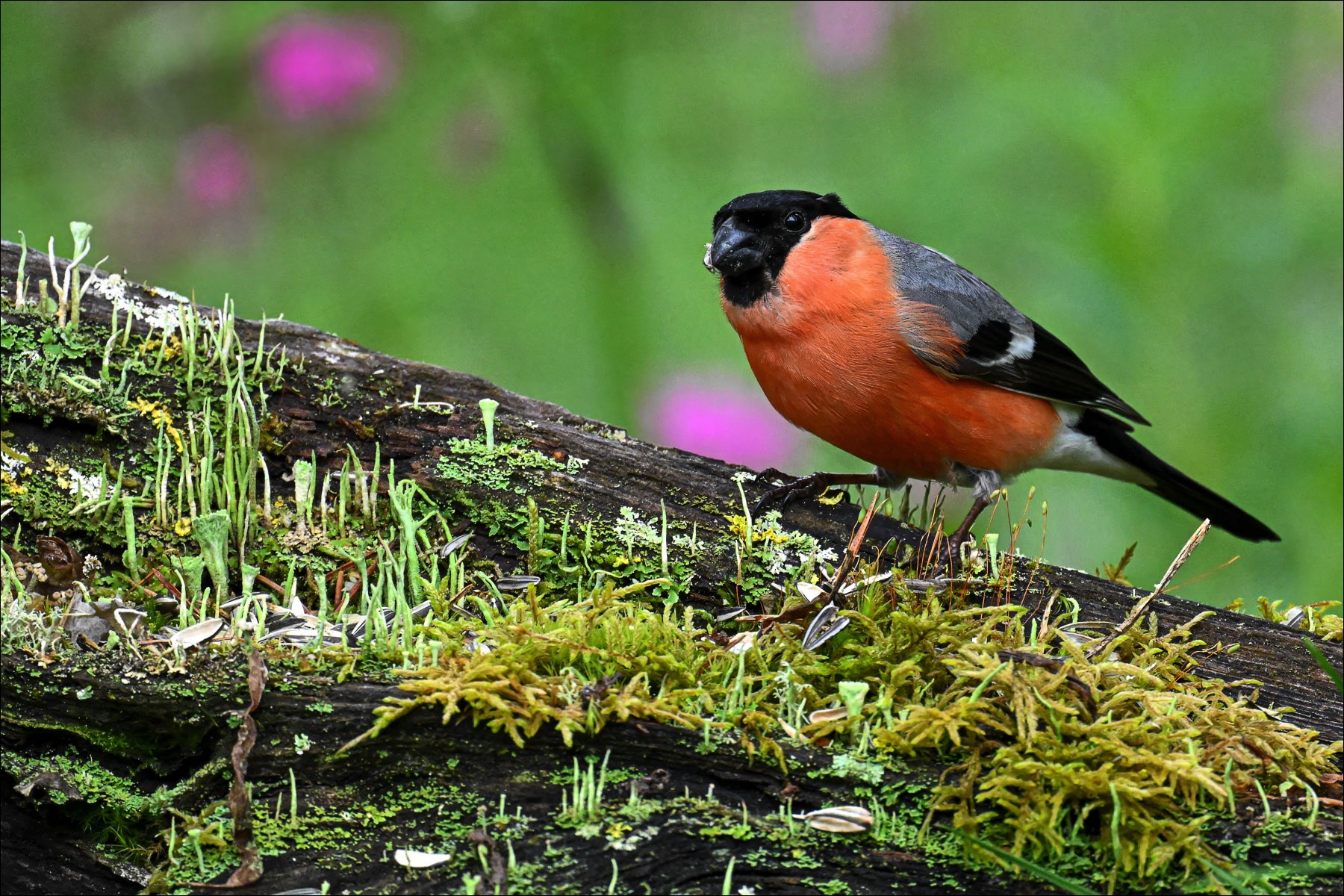 Eurasian Bullfinch (Goudvink) - Ruhtinansalmi (Finland) - 23/06/23