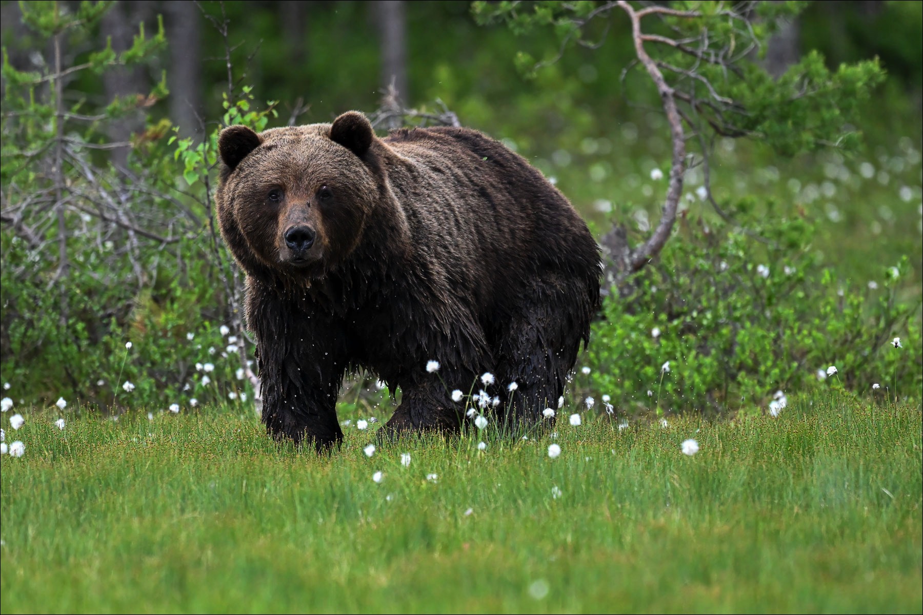 European Brown Bear (Europese Bruine Beer) - Ruhtinansalmi (Finland) - 25/06/23